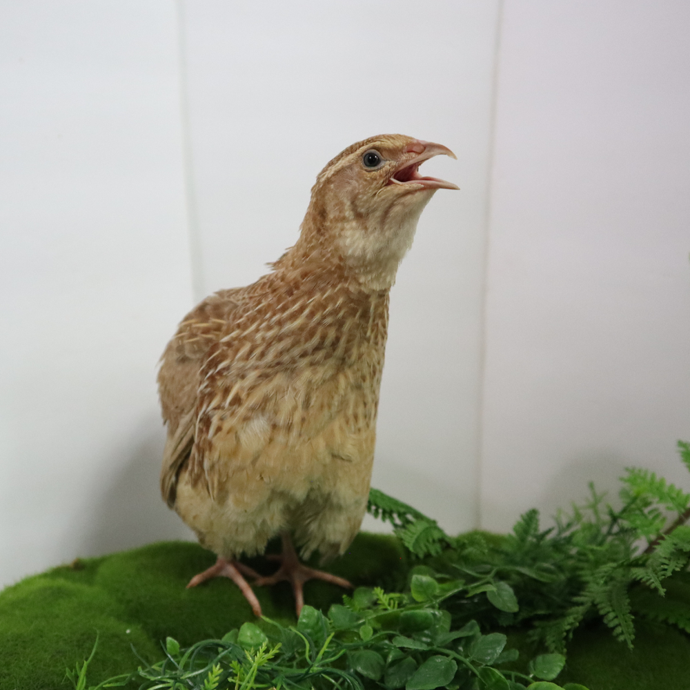 Fertile ginger quail hatching eggs in a carton, by Quailz.com, available in counts of 12 or 24.