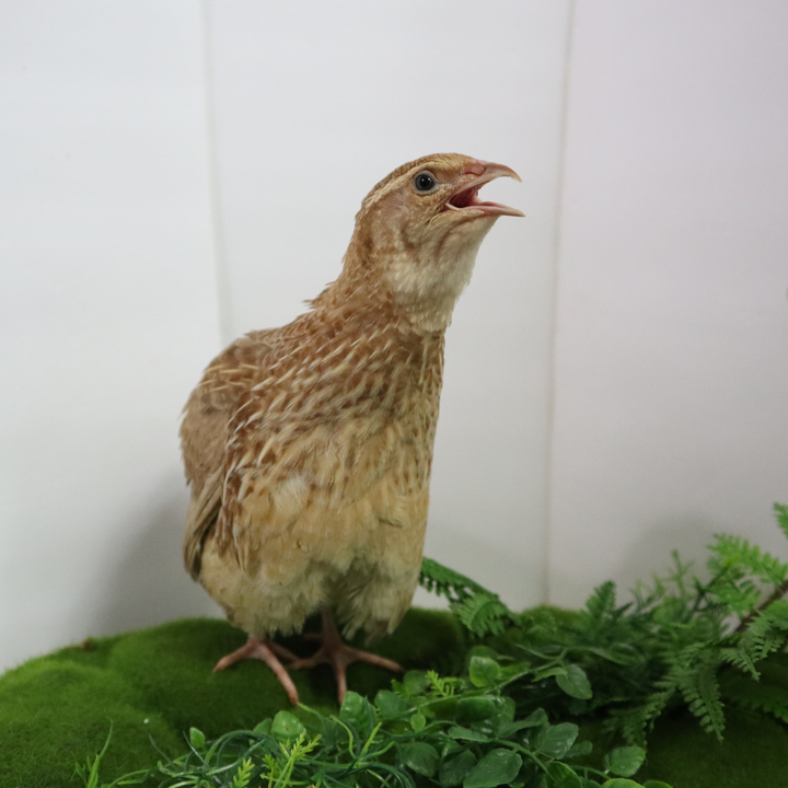 Fertile ginger quail hatching eggs in a carton, by Quailz.com, available in counts of 12 or 24.