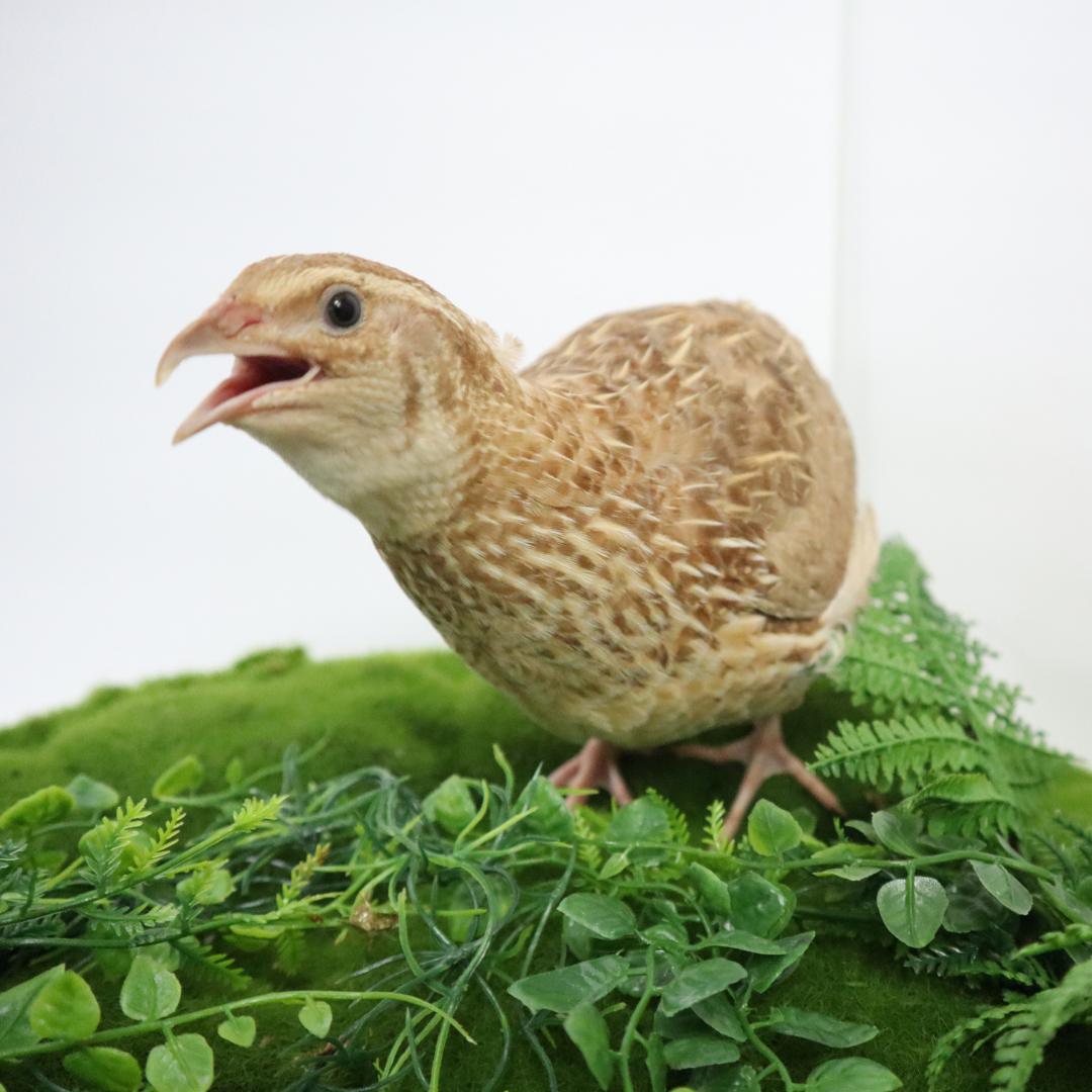 Ginger Coturnix Quail Hatching Eggs – Warm Plumage & Easy Keeping
