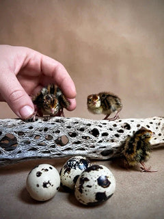Small chicks and eggs on a branch with a hand reaching towards them