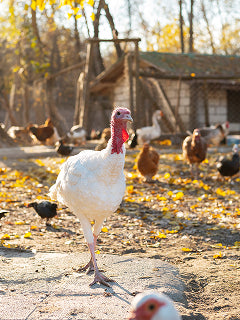 Turkey walking on a farm with chickens and a barn in the background