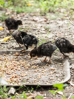 Small chicks feeding on a metal tray outdoors