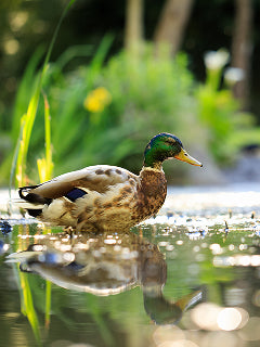 Duck swimming in a pond with greenery in the background