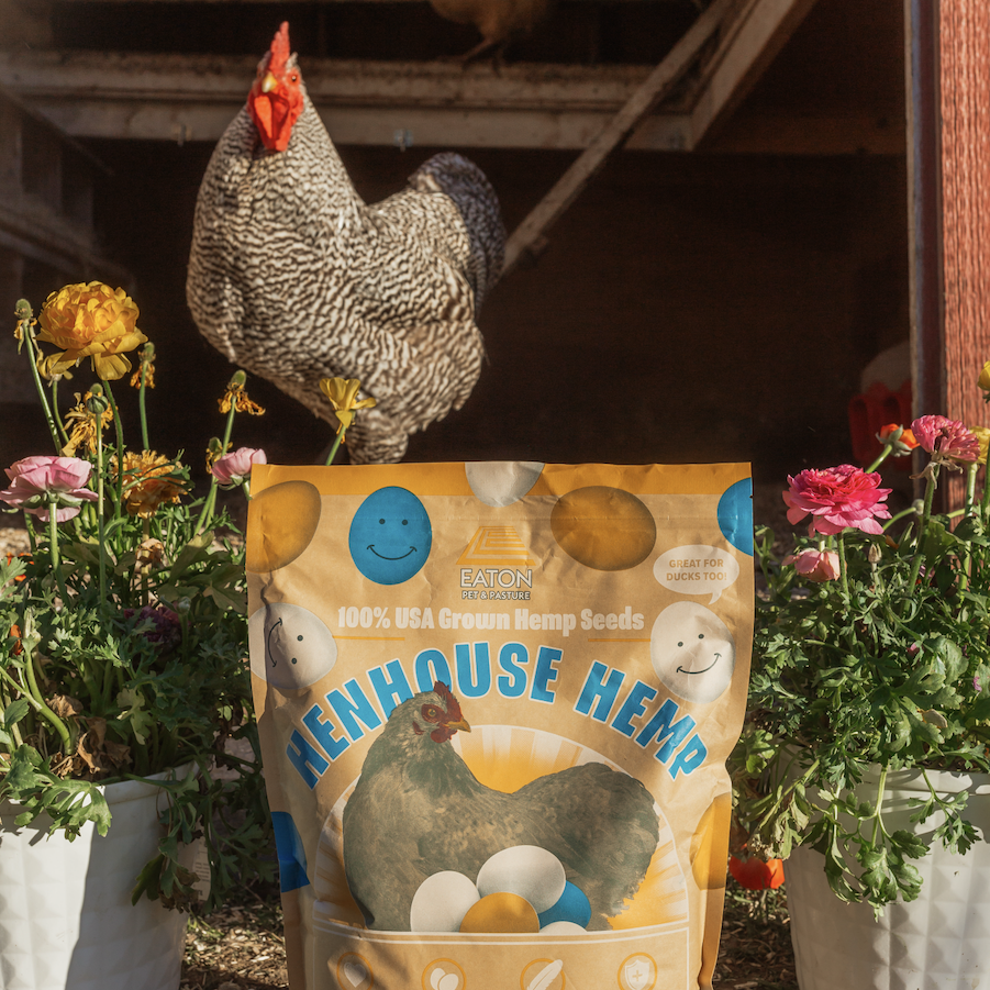 Henhouse Hemp organic chicken feed supplement bag with colorful packaging and a chicken in the background.