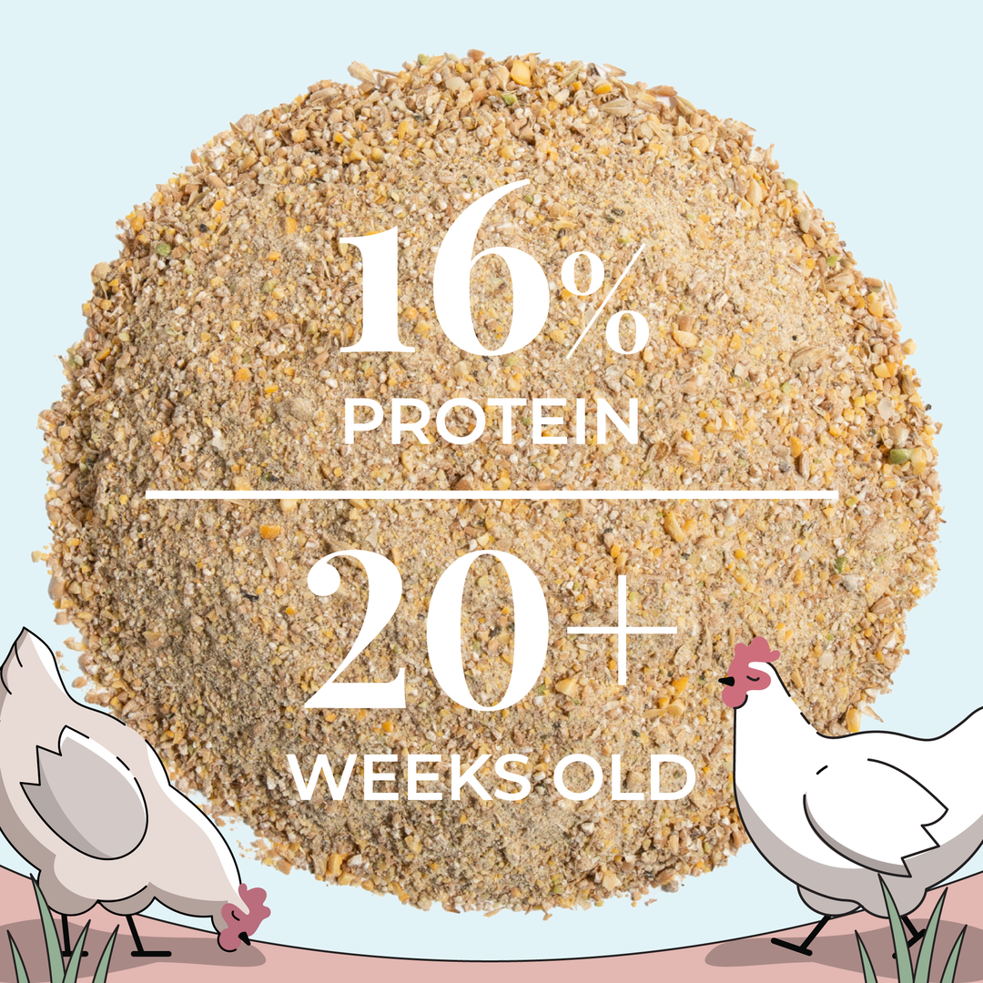 Layer Feed Kit | 1 Month of Organic Feed, Scratch, Grit & Oyster Shell for 6 Layers