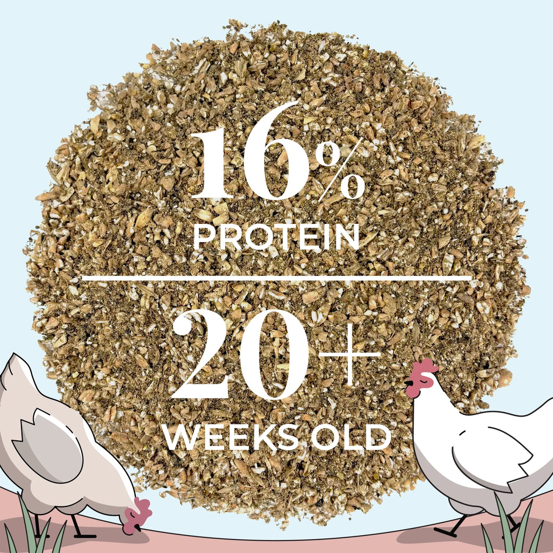 Organic Layer Feed Bundle 20 Hens | 2 Month Supply + Grit & Shell