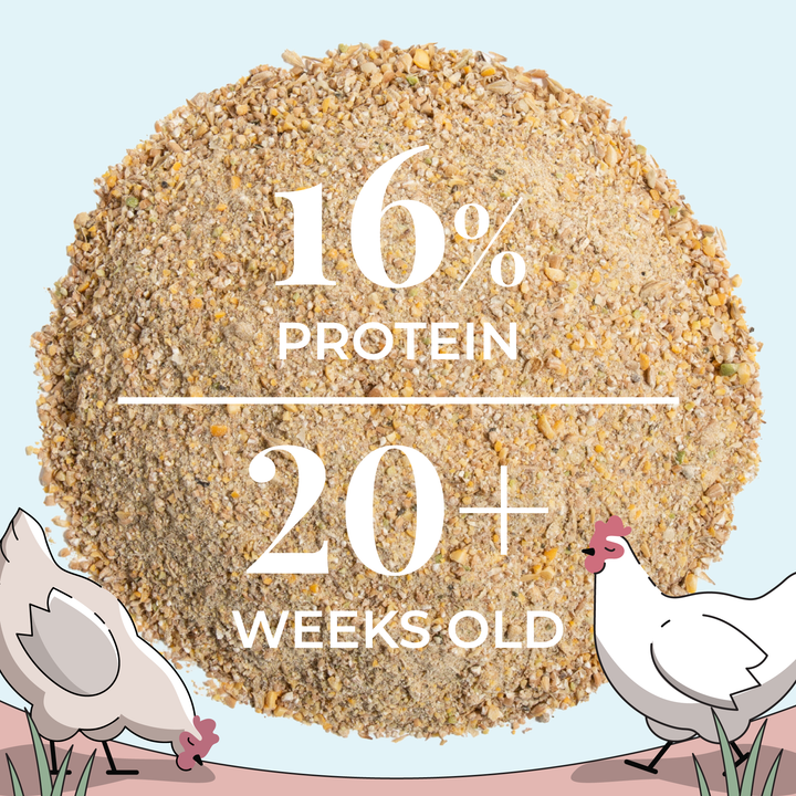 Layer Feed Kit | 1 Month of Organic Feed, Grit & Oyster Shell for 6 Layers