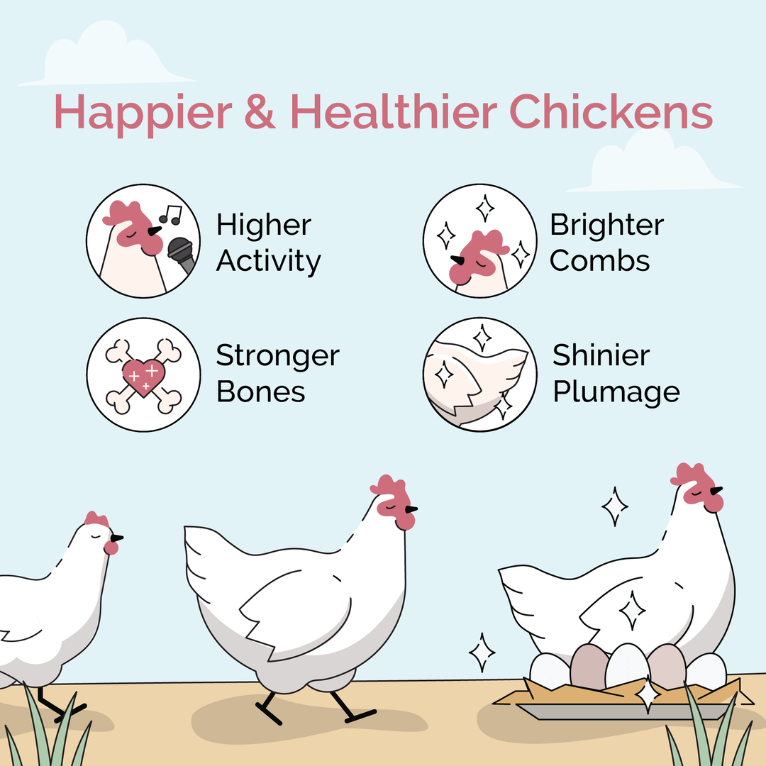 Starter Feed Kit | 8 Weeks of Organic Feed & Grit for 6 Chicks