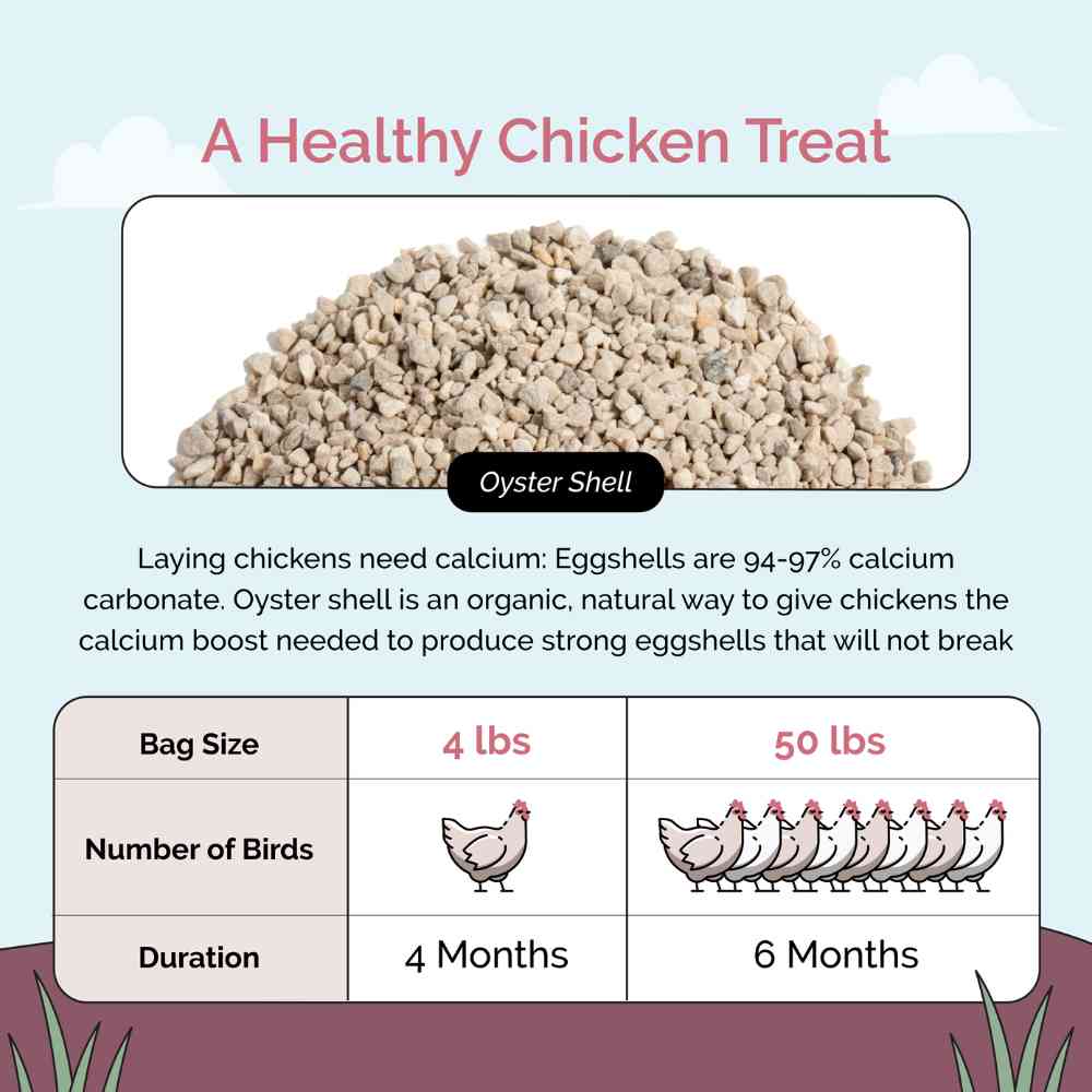 Organic Oyster Shell Calcium Supplement for Laying Chickens