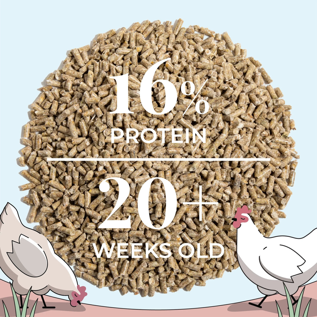 Organic Layer Feed Bundle 20 Hens | 2 Month Supply + Grit & Shell