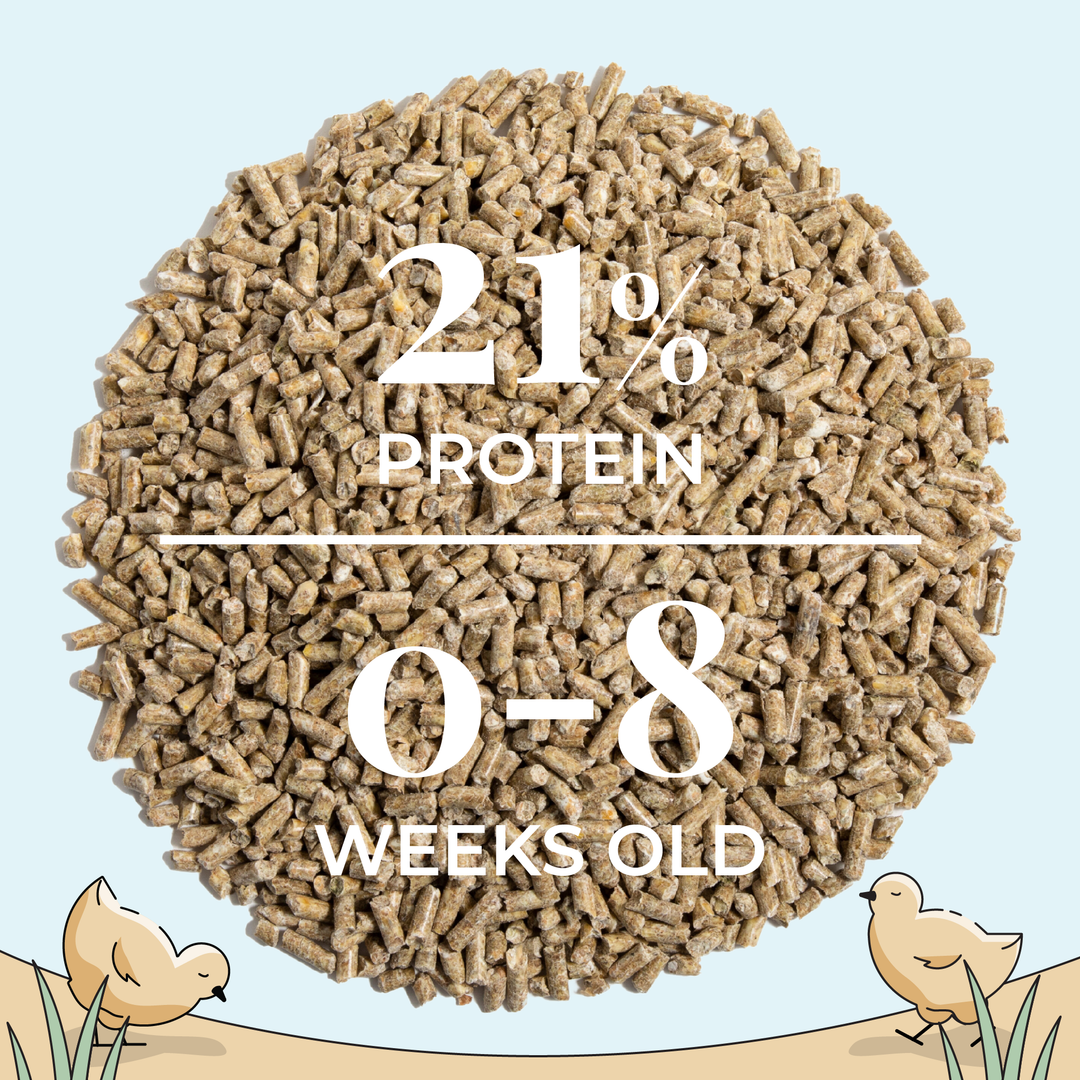 Starter Feed Kit | 8 Weeks of Organic Feed & Grit for 6 Chicks