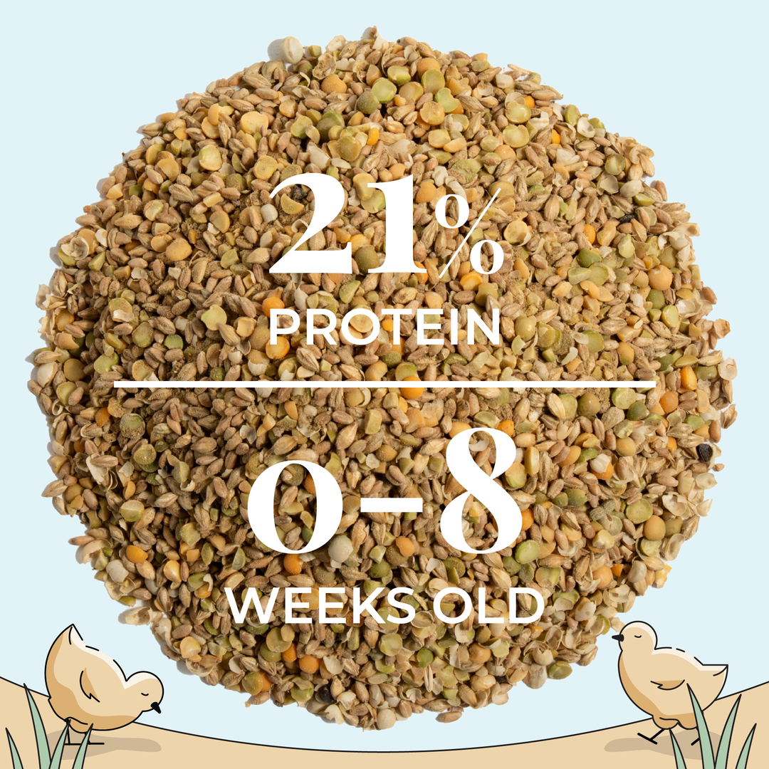 Starter Feed Kit | 8 Weeks of Organic Feed & Grit for 6 Chicks