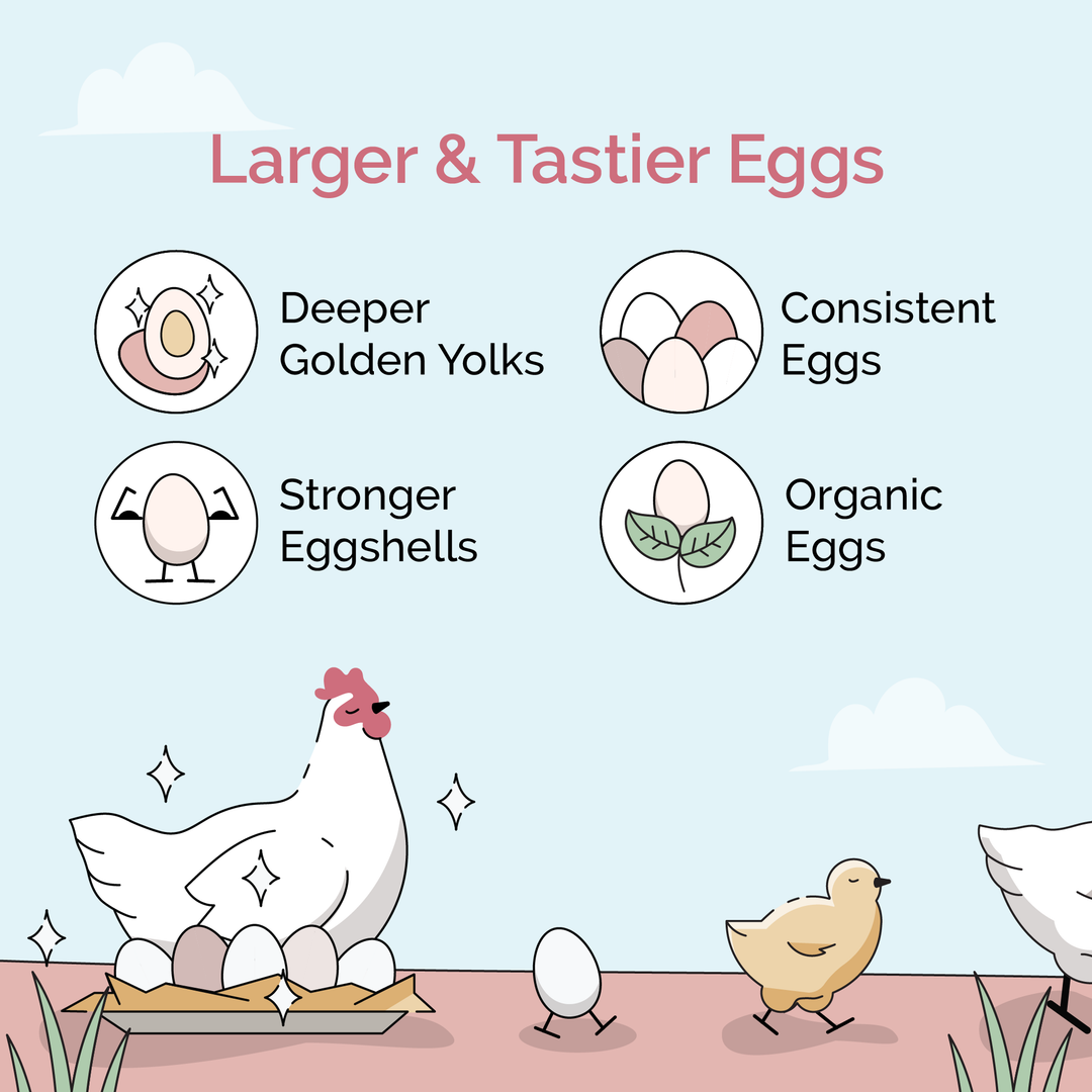 Layer Feed Kit | 1 Month of Organic Feed, Scratch, Grit & Oyster Shell for 6 Layers