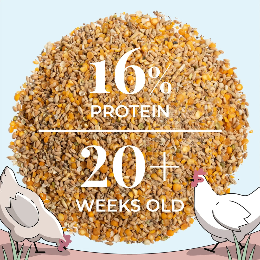 Organic Layer Feed Bundle 20 Hens | 2 Month Supply + Grit & Shell