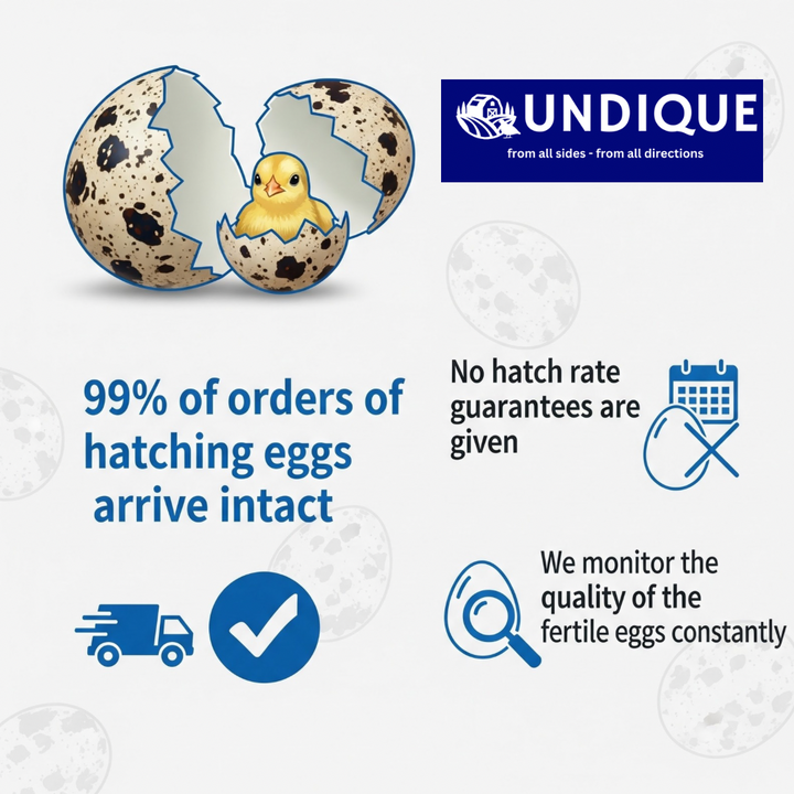 Falb-Fee Quail Hatching Eggs