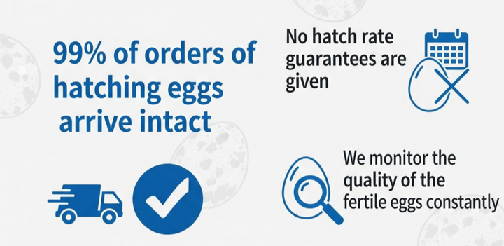 Jumbo White Coturnix Hatching Eggs - Premium Quail Eggs for Hatching - Perfect for Homesteaders, Breeders, Hobbyists - Freshly Collected for High Hatch Rates