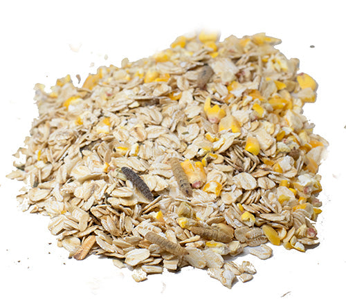 Organic warm oatmeal chicken treat in a blue bowl, surrounded by a backyard setting and a chicken enjoying the feed.