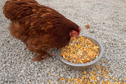 Premium mealworm chicken treats with non-GMO corn and herbs in a silver bowl, ideal for backyard flocks.