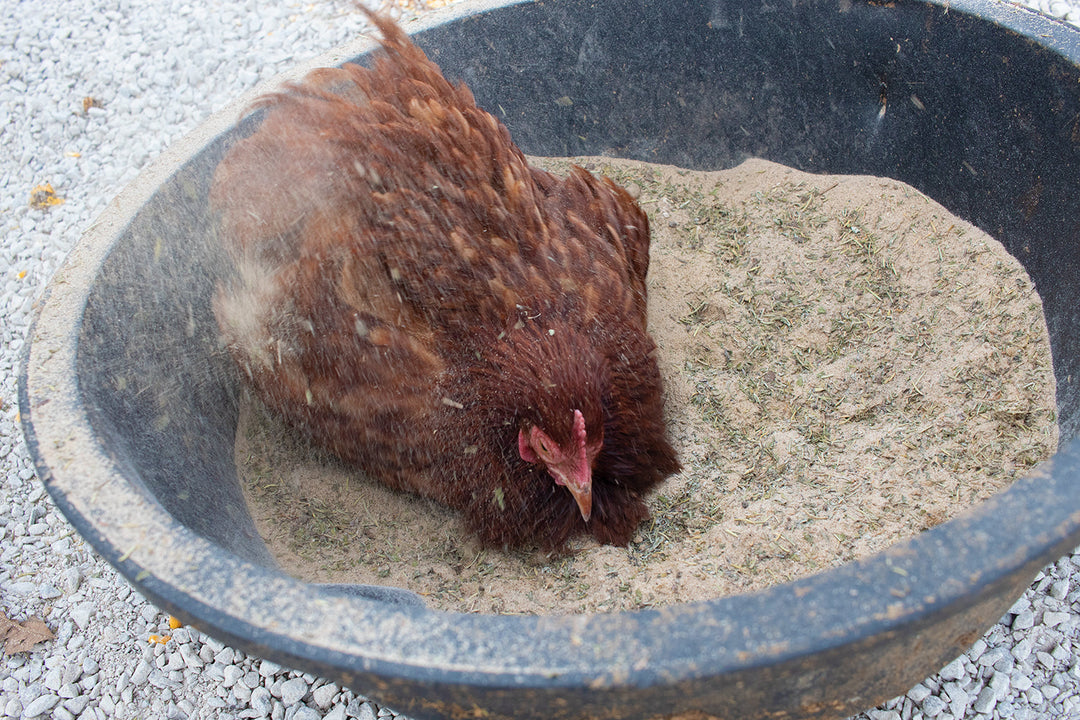 Natural Chicken Dust Bath with herbs and diatomaceous earth, 5 lbs, promoting chicken hygiene and mite prevention.