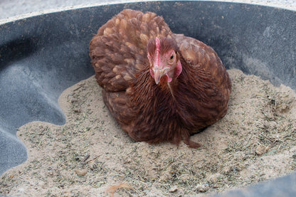 Natural chicken dust bath with herbs and diatomaceous earth, 5 lbs, ideal for mite prevention and chicken hygiene.