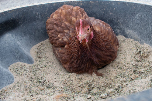 Natural chicken dust bath with herbs and diatomaceous earth, 5 lbs, ideal for mite prevention and chicken hygiene.