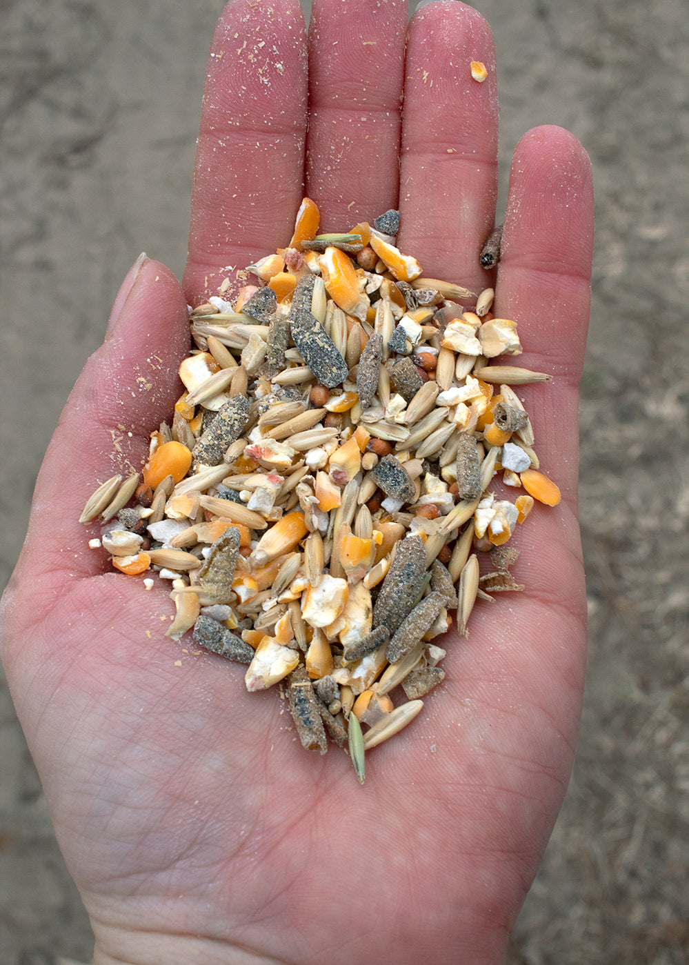 16% protein soy-free layer feed with black soldier fly larvae and fishmeal in a hand.