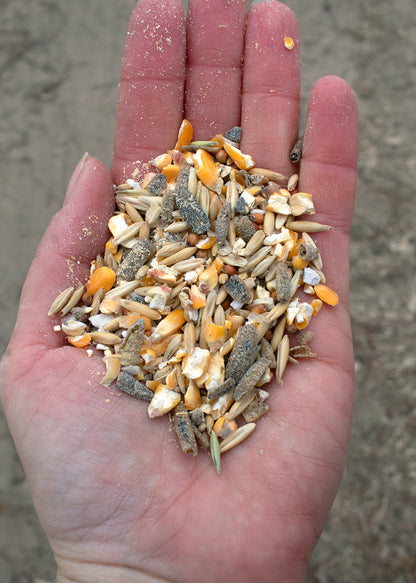 16% protein soy-free layer feed with black soldier fly larvae and fishmeal in a hand.