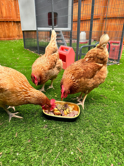 Gallinero inteligente automatizado + corral de acero - Cámaras con IA y control por app