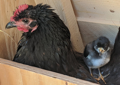 Black Australorp Chicks - Dual-Purpose Hardy Egg Layers