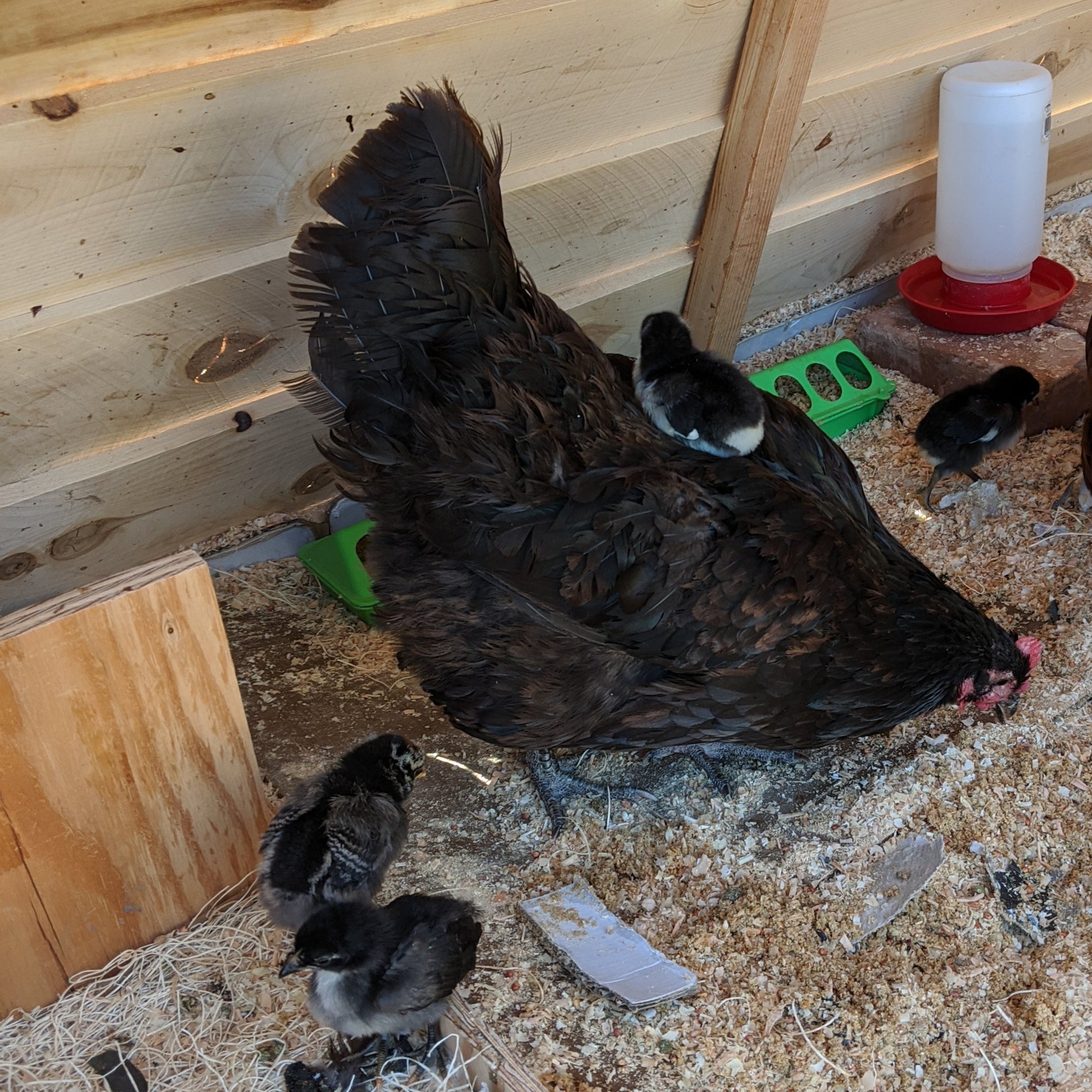 Black Australorp hens, 10-week-old, healthy and robust, from Az Chickens, ideal for prolific egg laying.