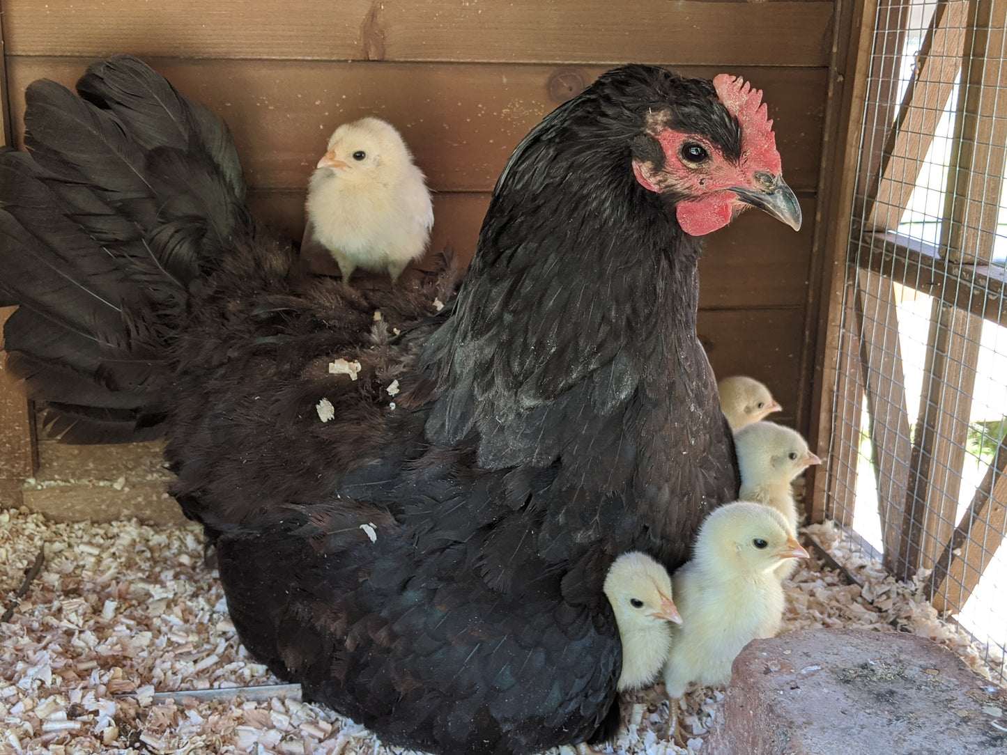 Black Australorp hens, 10-week-old, prolific egg layers, from Az Chickens, healthy and resilient.