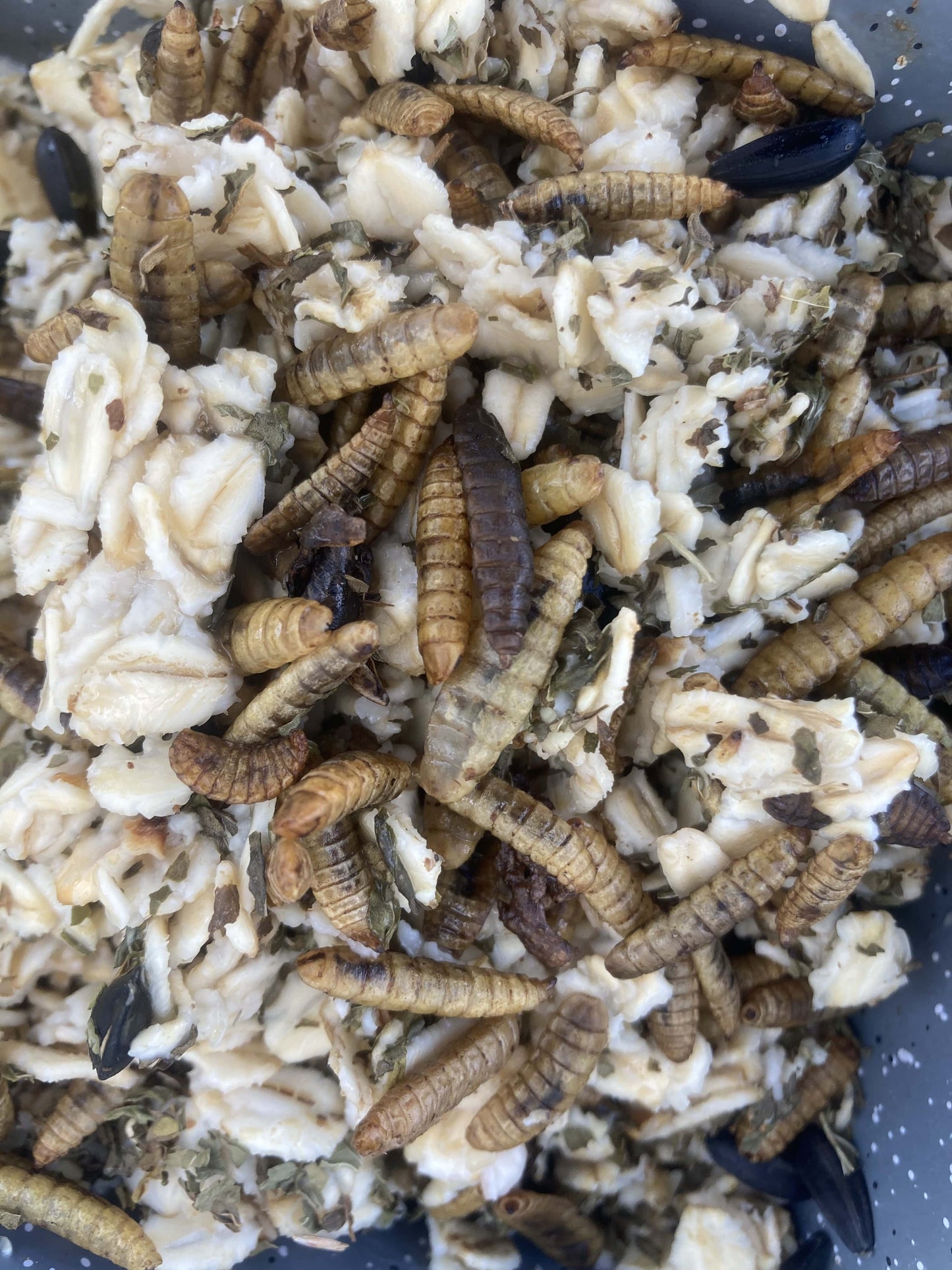 Organic Warm Oatmeal Chicken Treat with black soldier fly grubs and natural ingredients, available in 2lb, 5lb sizes.