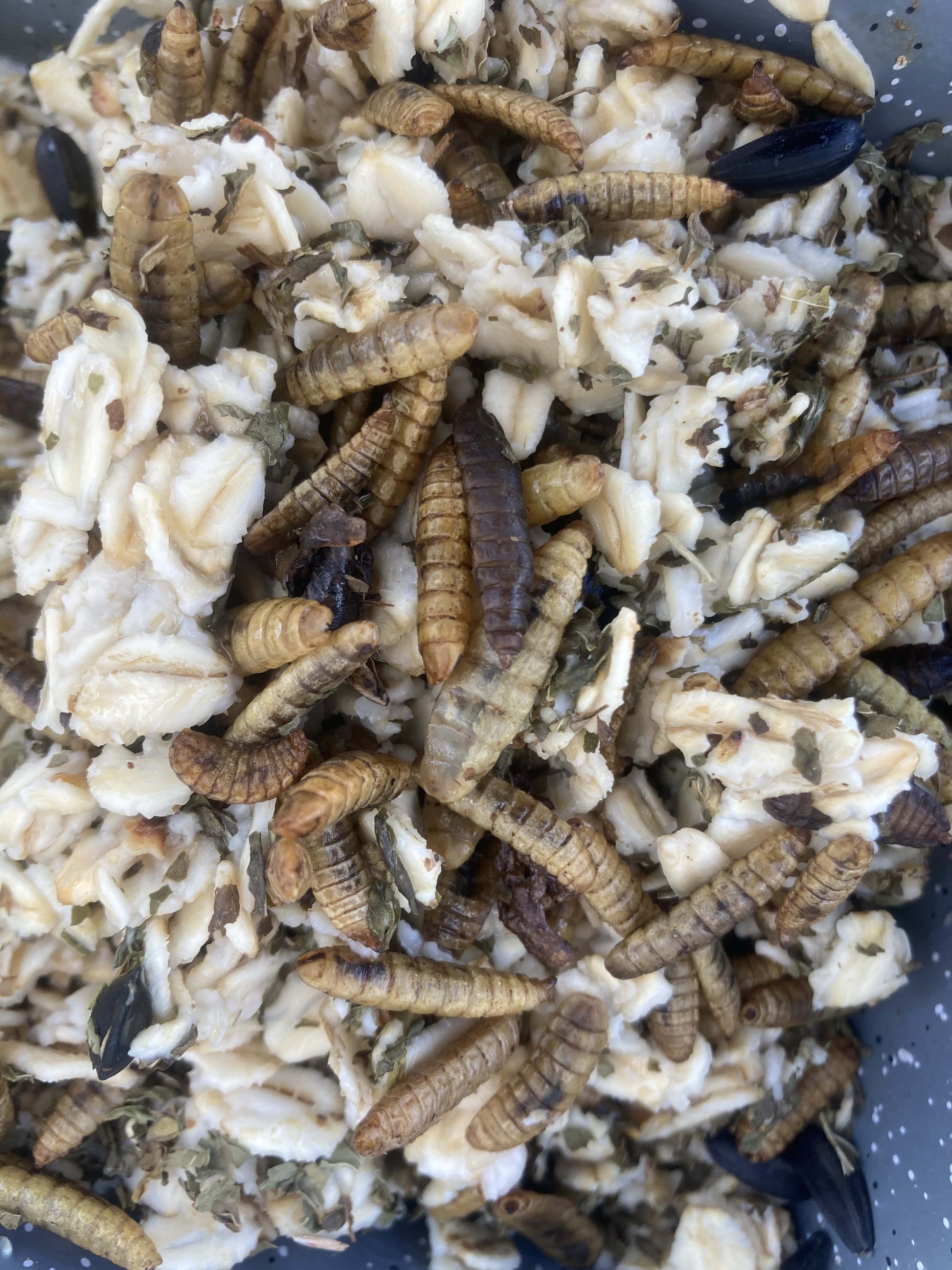 Organic Warm Oatmeal Chicken Treat with black soldier fly grubs and natural ingredients, available in 2lb, 5lb sizes.