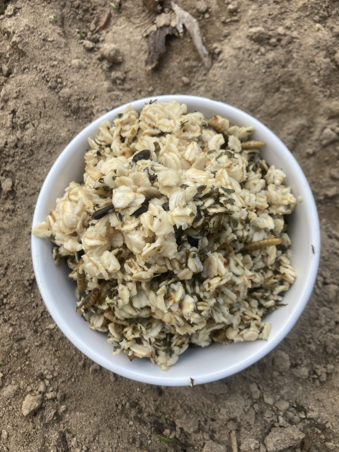 Organic warm oatmeal chicken treat with black soldier fly grubs in a white bowl, ideal for backyard chicken health.