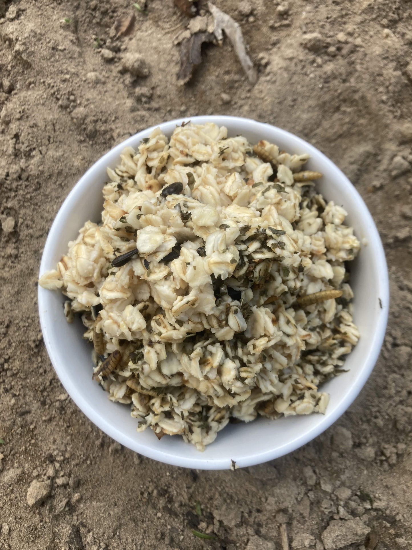 Organic warm oatmeal chicken treat with black soldier fly grubs in a white bowl, ideal for backyard chicken health.