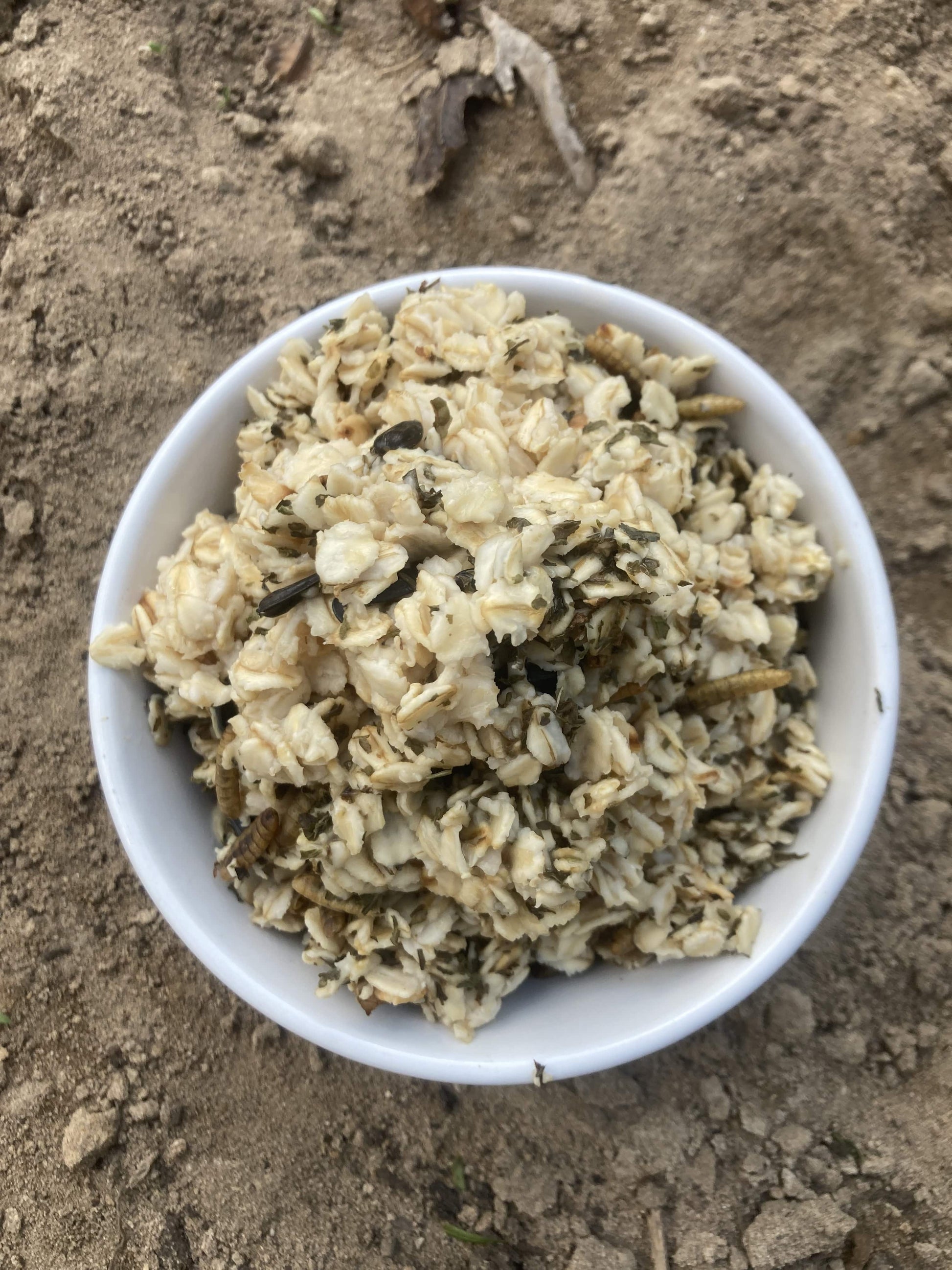 Organic warm oatmeal chicken treat with black soldier fly grubs in a white bowl, ideal for backyard chicken health.