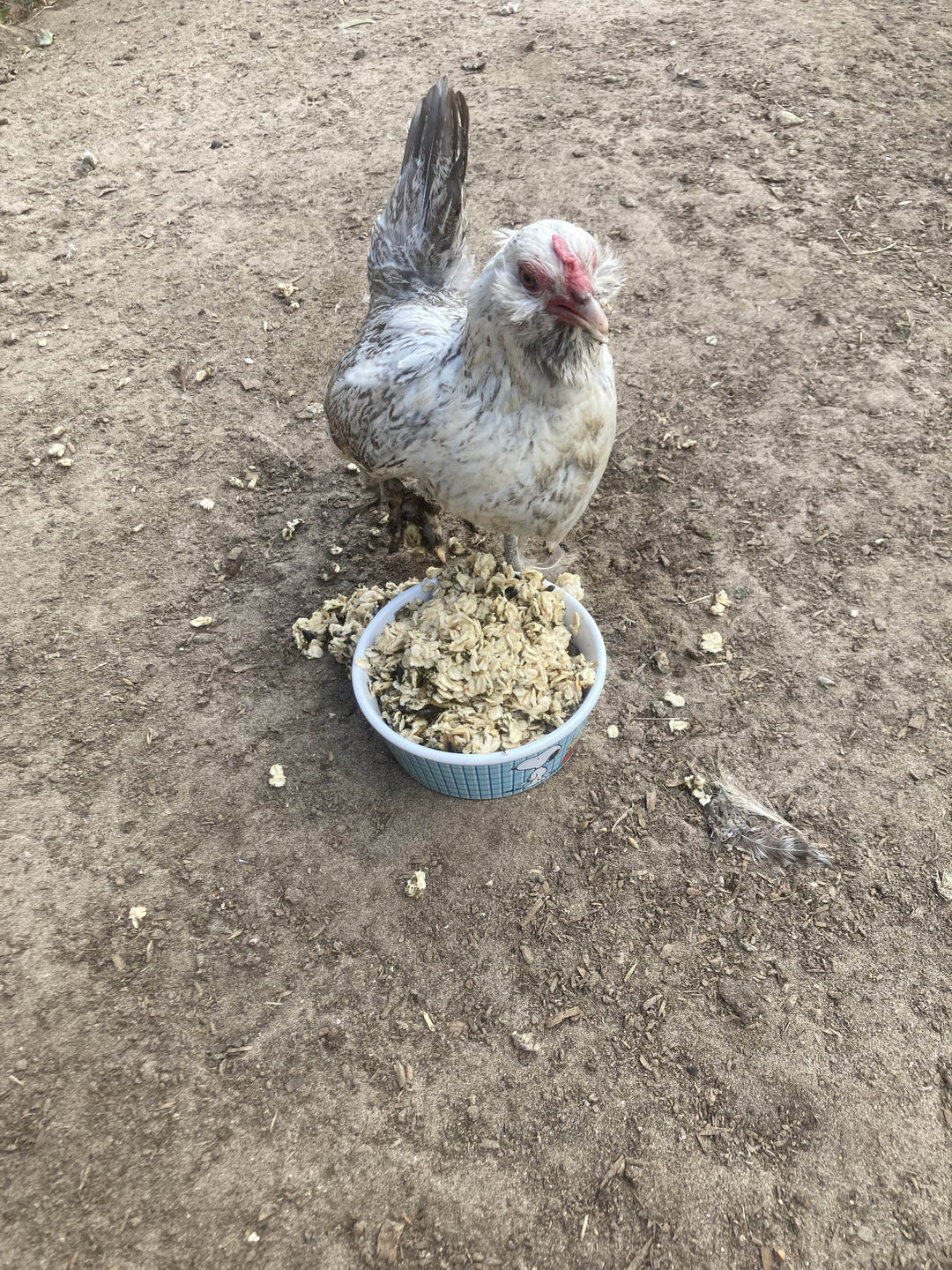 Organic warm oatmeal chicken treat in a blue bowl, surrounded by a backyard setting and a chicken enjoying the feed.
