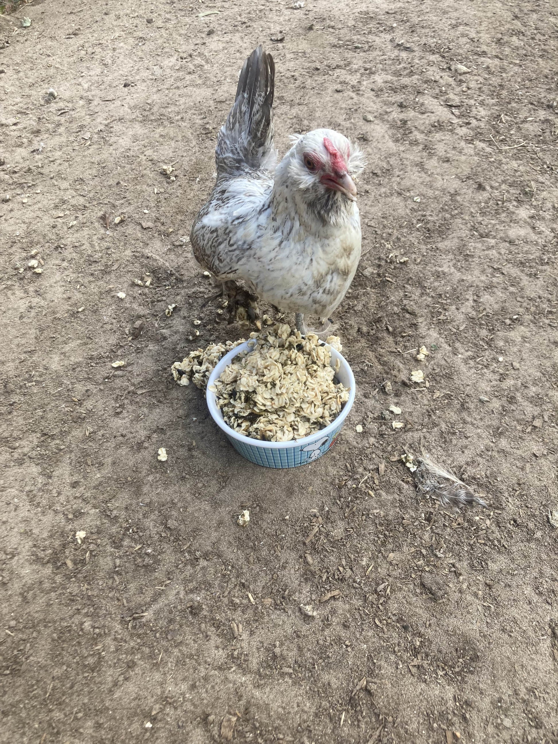 Organic warm oatmeal chicken treat in a blue bowl, surrounded by a backyard setting and a chicken enjoying the feed.