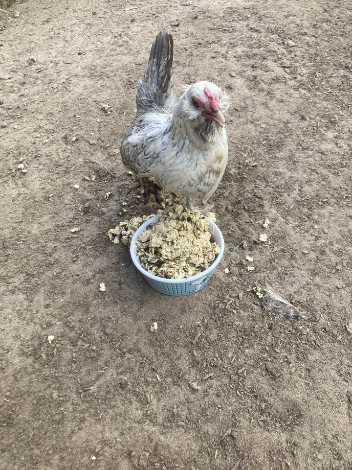 Organic warm oatmeal chicken treat in a blue bowl, surrounded by a backyard setting and a chicken enjoying the feed.