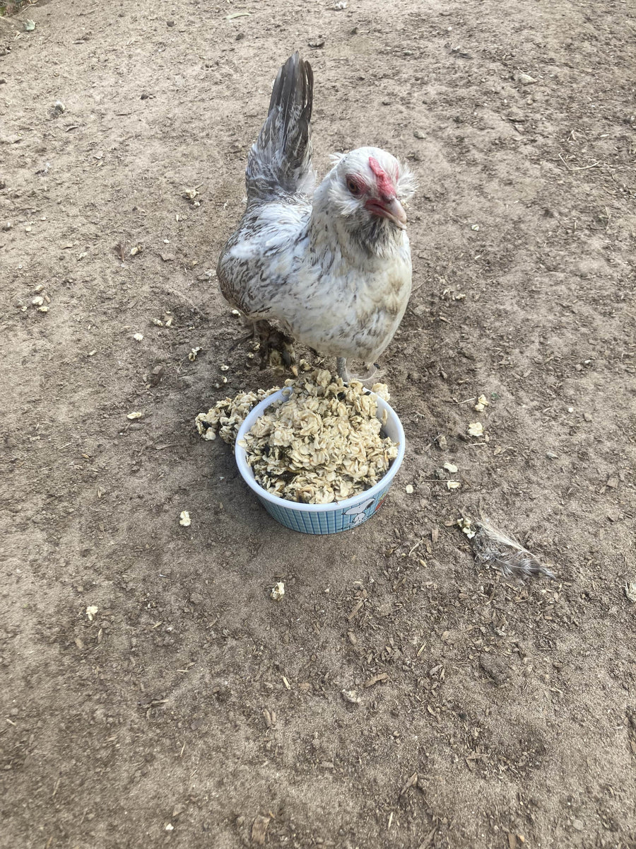 Organic warm oatmeal chicken treat in a blue bowl, surrounded by a backyard setting and a chicken enjoying the feed.