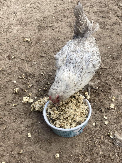 Chicken pecking at a bowl of popcorn treats in a dirt setting