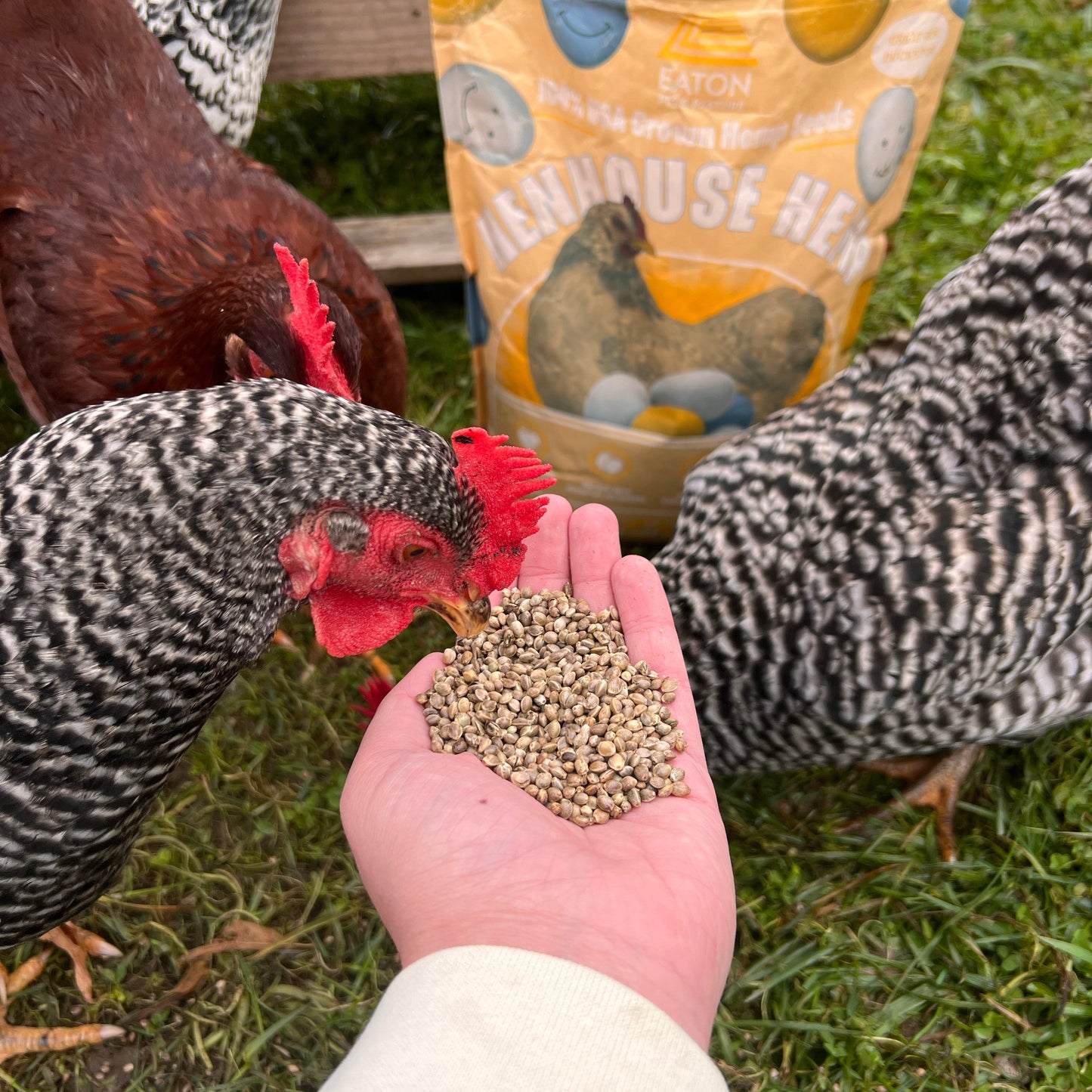 Organic chicken feed supplement in hand, with Eaton Henhouse Hemp bag and chickens foraging in the background.