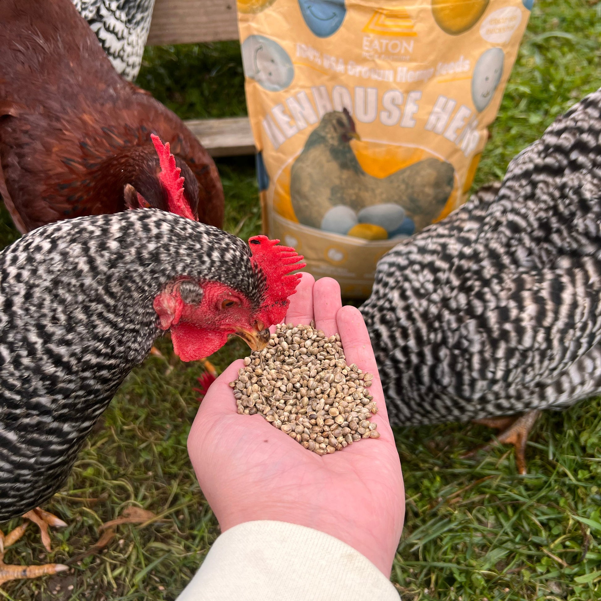 Organic chicken feed supplement in hand, with Eaton Henhouse Hemp bag and chickens foraging in the background.
