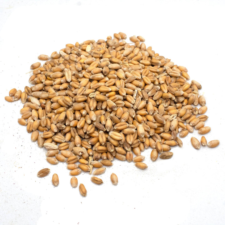 Non-GMO wheat seeds in a 3lb pile, ideal for sprouting, from Dahlia Pets.