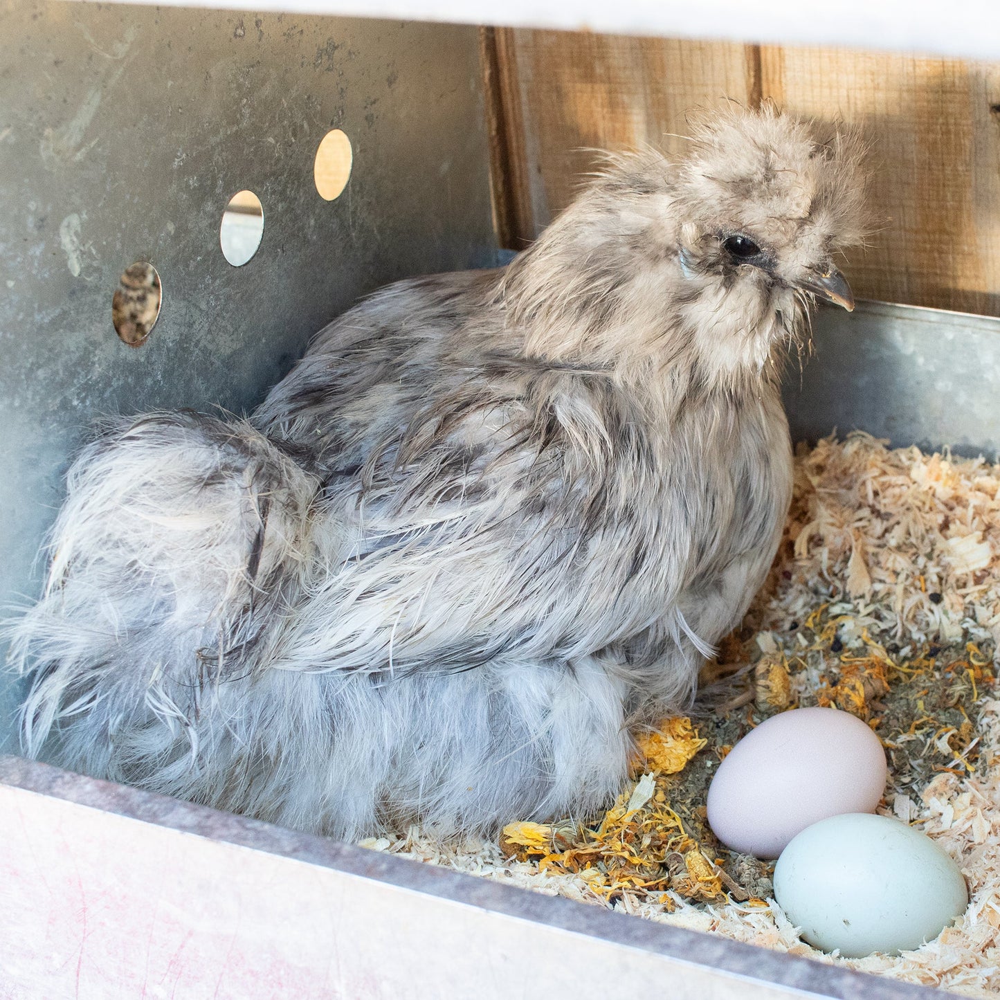 Silkie chicken in a wooden nesting box with speckled eggs and natural herbs bedding, featuring StrongHen Herbal Nesting Box 