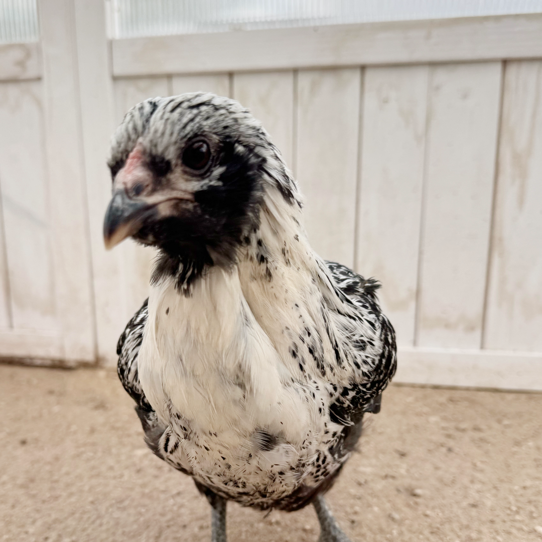 Easter Egger Hens - Colorful Egg Layer Chickens