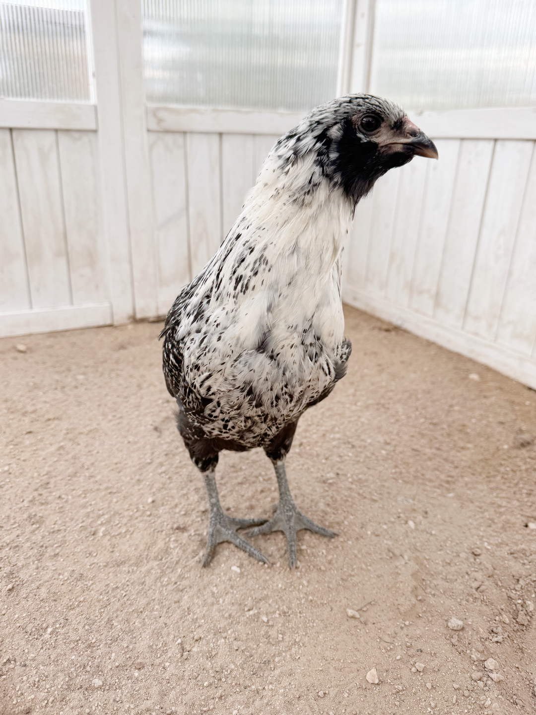 Easter Egger Hens - Colorful Egg Layer Chickens
