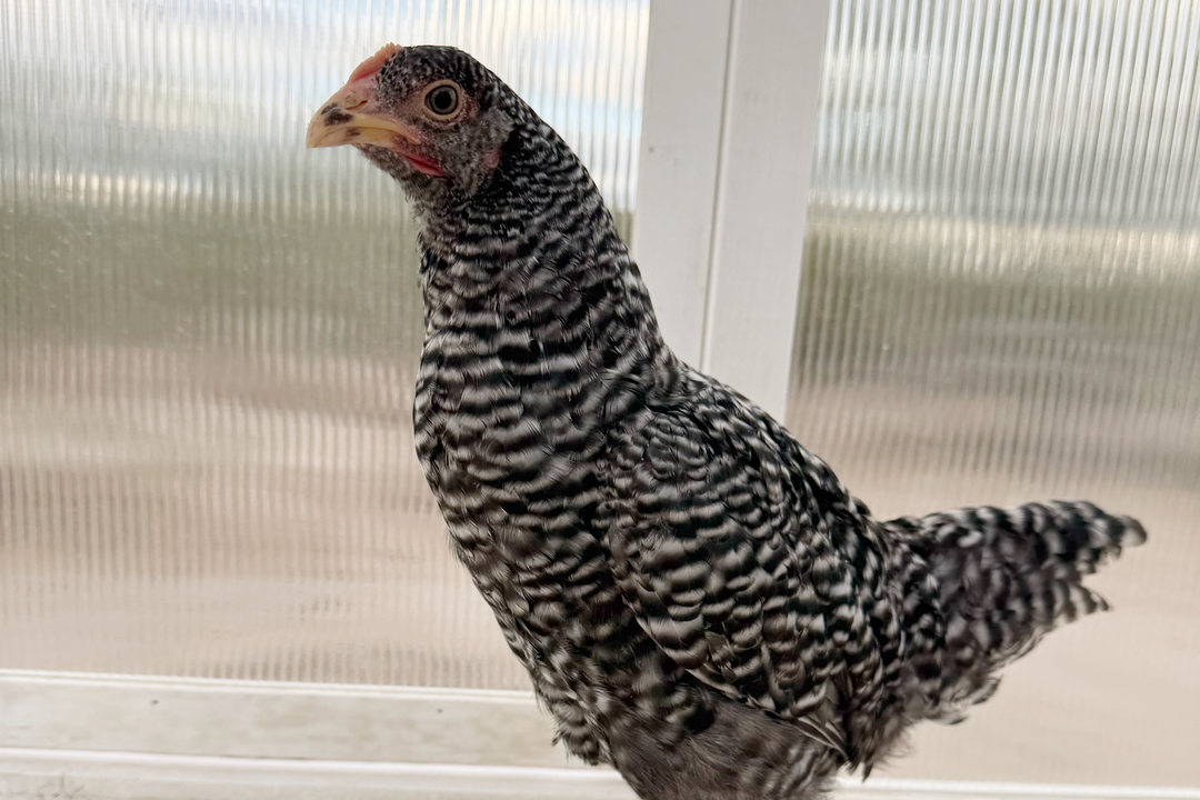 Barred Plymouth Rock Hens - America's Favorite Dual-Purpose Chickens