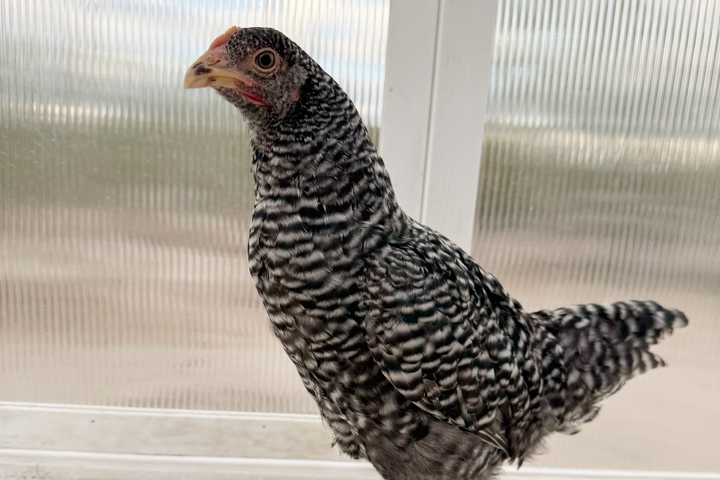 Barred Plymouth Rock Hens - America's Favorite Dual-Purpose Chickens