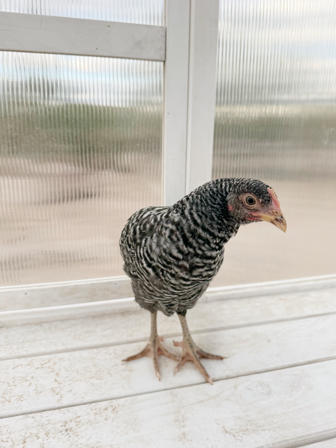 Barred Plymouth Rock Hens - America's Favorite Dual-Purpose Chickens